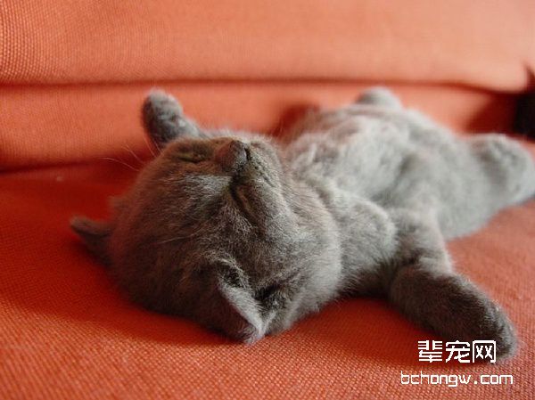 猫咪的食物过敏症