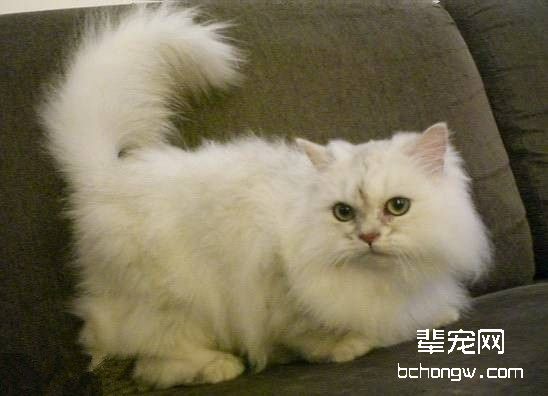 导致猫咪中暑的四大原因