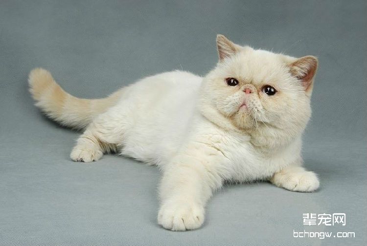 猫咪中暑的症状和急救措施