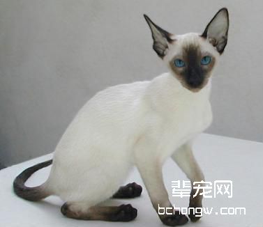 猫咪不正常排泄的原因