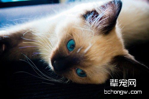 猫咪变瘦的几大原因分析