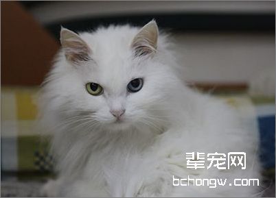 猫癣的症状及治疗办法