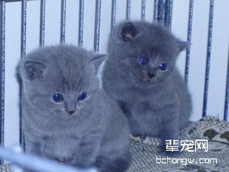 猫咪不是垃圾桶——剩饭对猫咪的危害