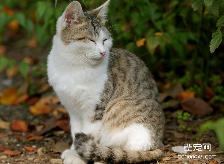 面对猫瘟爱它就不要放弃它