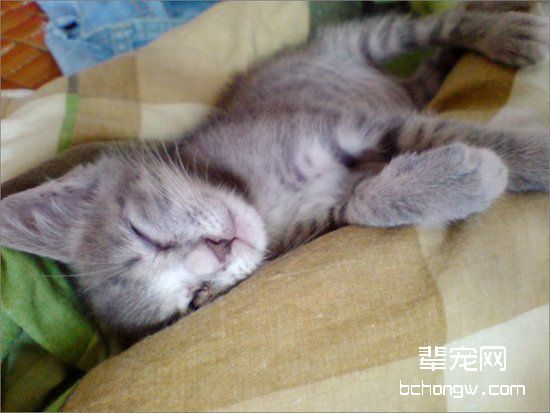 猫咪患有耳螨的常有表现