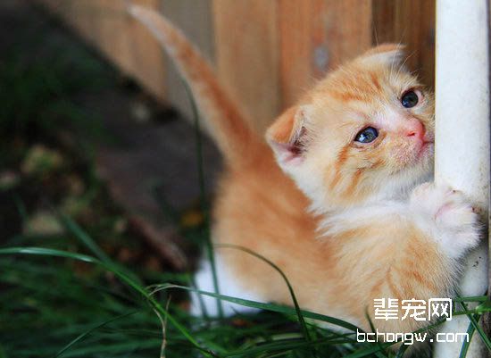 猫咪发生直肠炎的原因及治疗办法