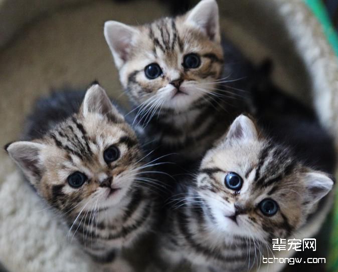 关于猫瘟的预防和治疗