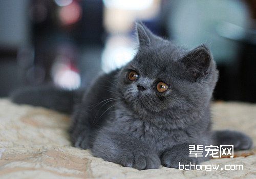如何治疗异国短毛猫耳螨