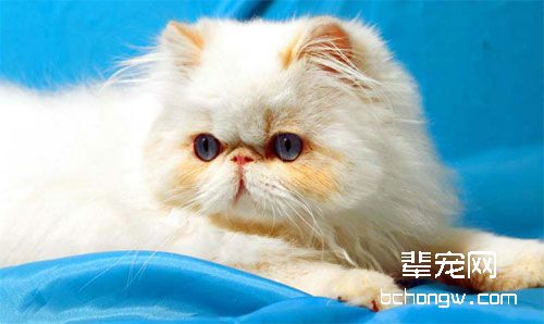 猫咪蠕形螨病简介