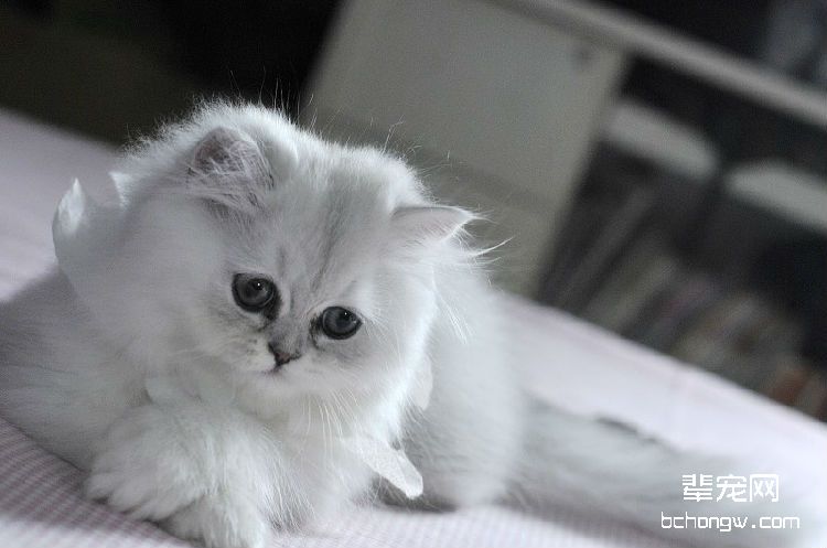 夏季猫咪皮肤病的三大诱因