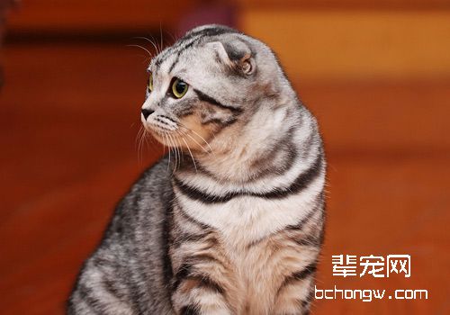 引起猫咪腹泻的常见原因