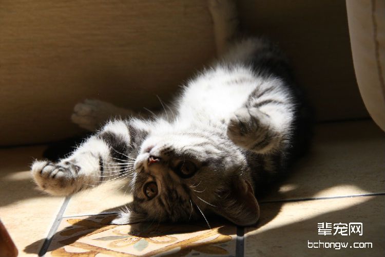 警惕！夏季猫咪易患皮肤病