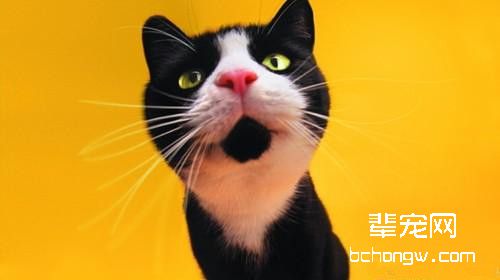 五个方法检查猫咪口臭问题