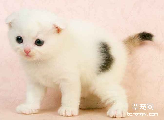 苏格兰折耳猫的遗传疾病