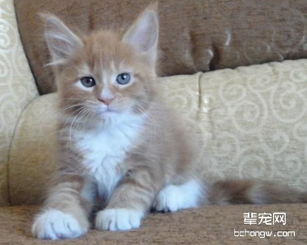 关于猫咪繁殖的那些“秘密”