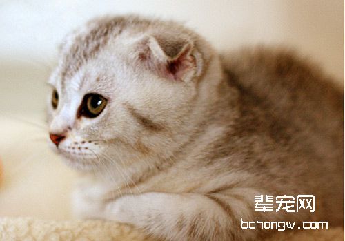 猫肥厚性心脏病的知识