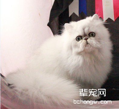 如何检查流浪猫是否健康