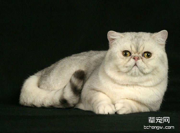 猫咪感染跳蚤的几种途径