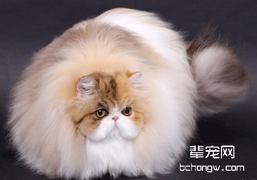 为什么不能给猫咪用人用眼药水