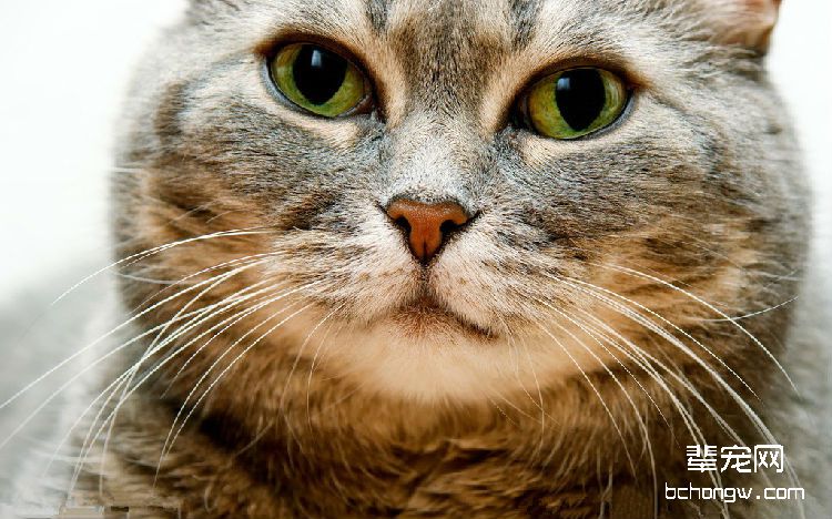 如何预防猫癣