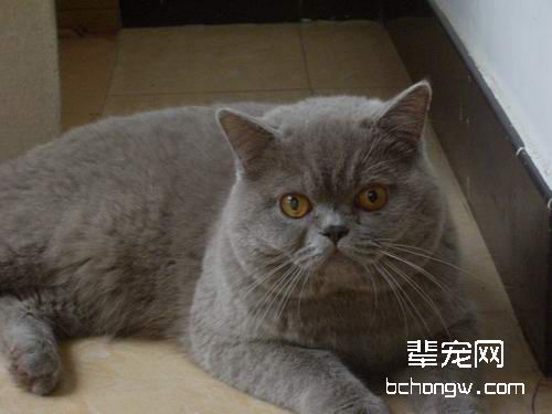肥胖对猫咪的危害