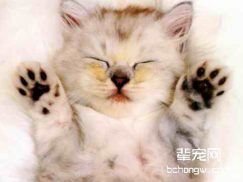 春季需谨防猫抓病