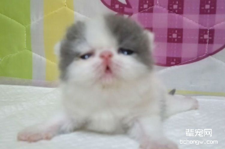 猫咪注射疫苗后的问题