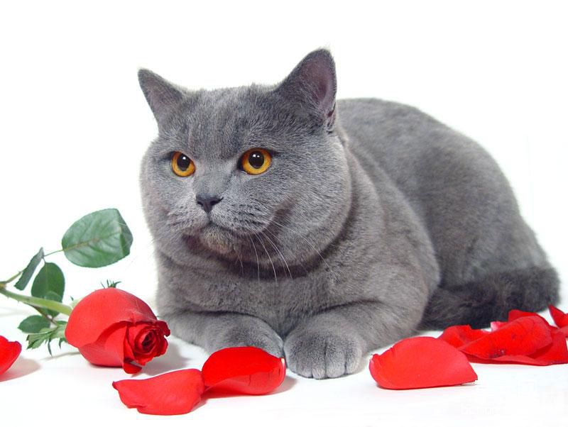 猫咪的球虫介绍