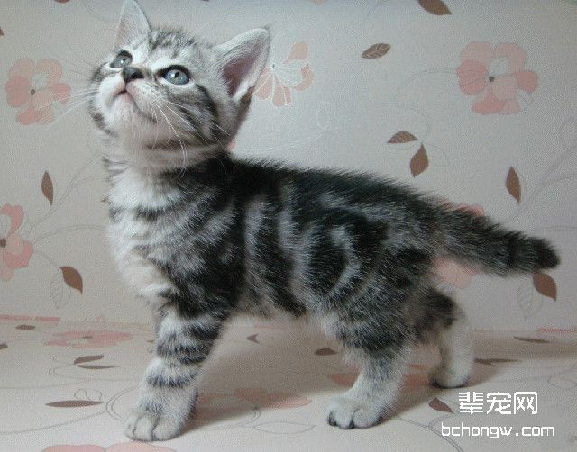 幼猫的四个健康杀手