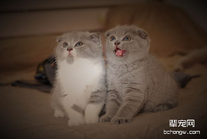 猫咪绦虫和跳蚤介绍