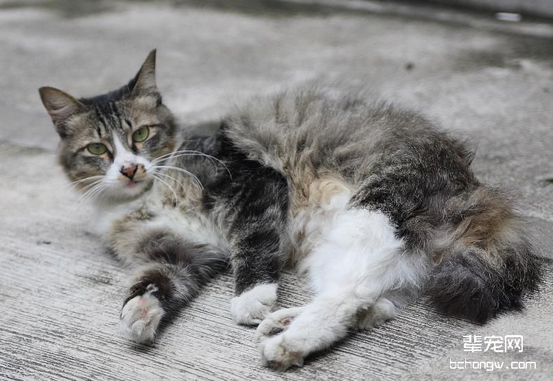 猫咪肾病的预防和治疗
