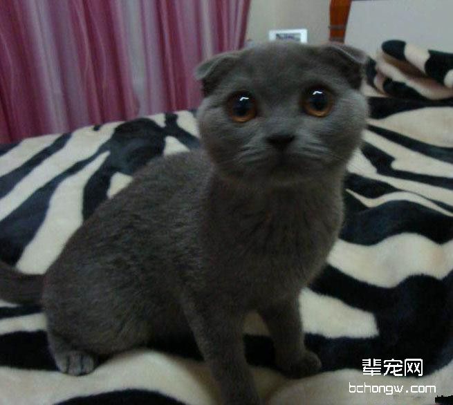 为什么要给猫咪定期驱虫