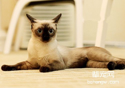 猫咪难产怎么办