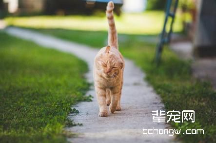 犬猫常见的体外寄生虫介绍