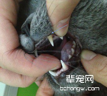 详解猫咪口腔的护理知识