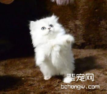 猫咪疫苗介绍