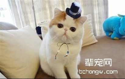 如何防治猫咪肥胖症