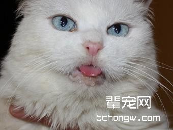猫咪口腔溃疡的治疗