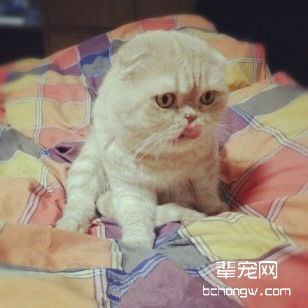猫咪口臭的几个原因