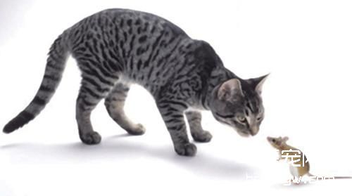 关于孕妇和猫咪弓形虫的问题