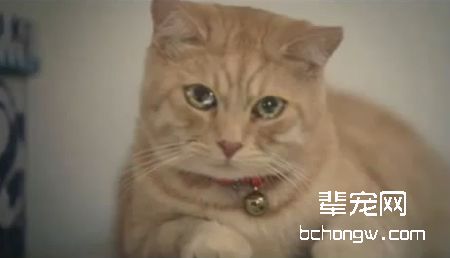 怎样配合兽医治疗患病的宠物猫