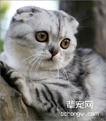 猫常见的传染病