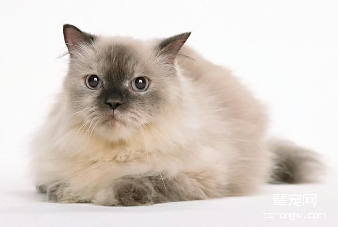 猫溴化物中毒的治疗办法
