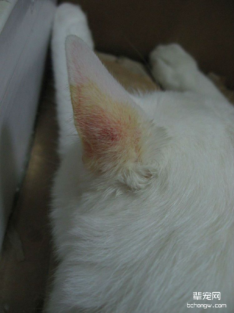 猫咪疥螨大揭秘