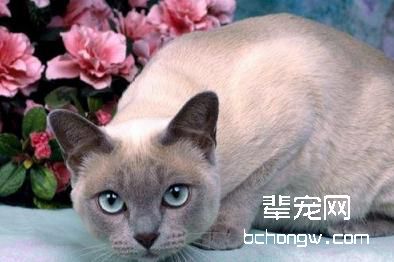 公猫可不可以不绝育
