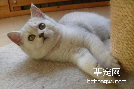 小母猫绝育注意事项