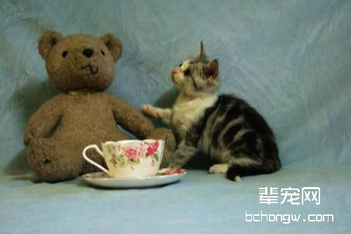 猫咪肠胃炎简介