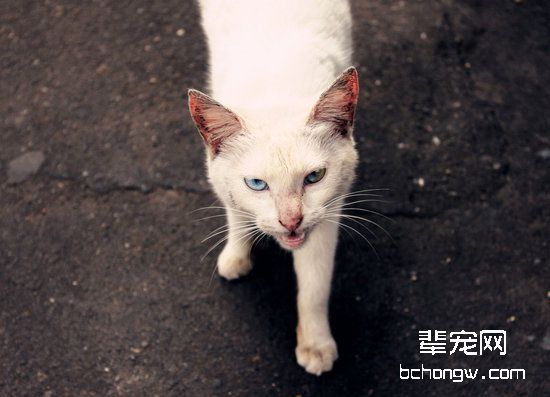猫咪得了心丝虫病怎么办