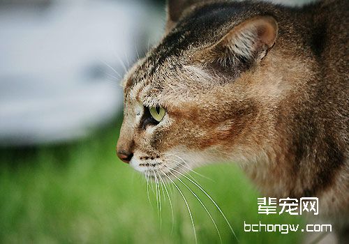 如何让猫咪不抗拒吃药