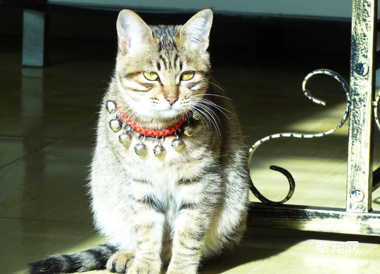猫咪常见寄生虫病的介绍